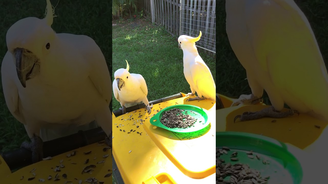 Cockatoo came near the one eating, but cockatoo threw plate キバタンの所に他のキバタンもきたがお皿を投げた