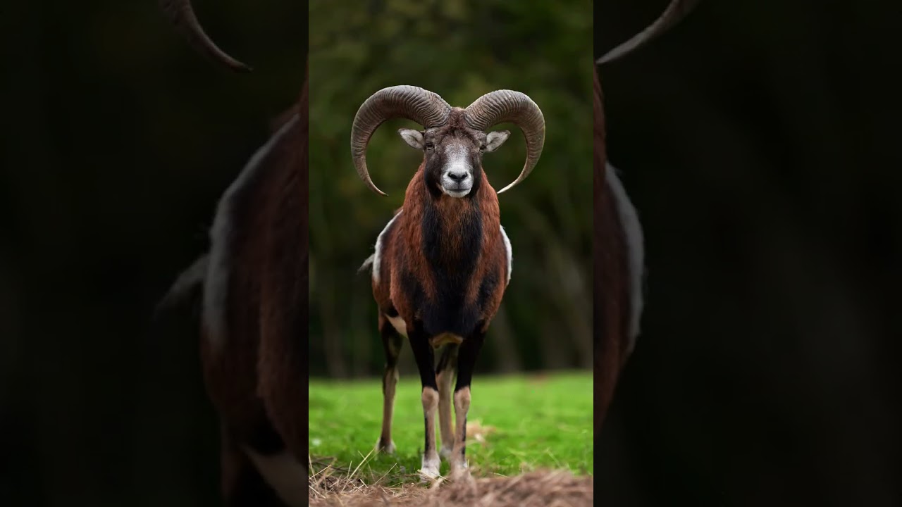 Big european moufflon in the nature habitat