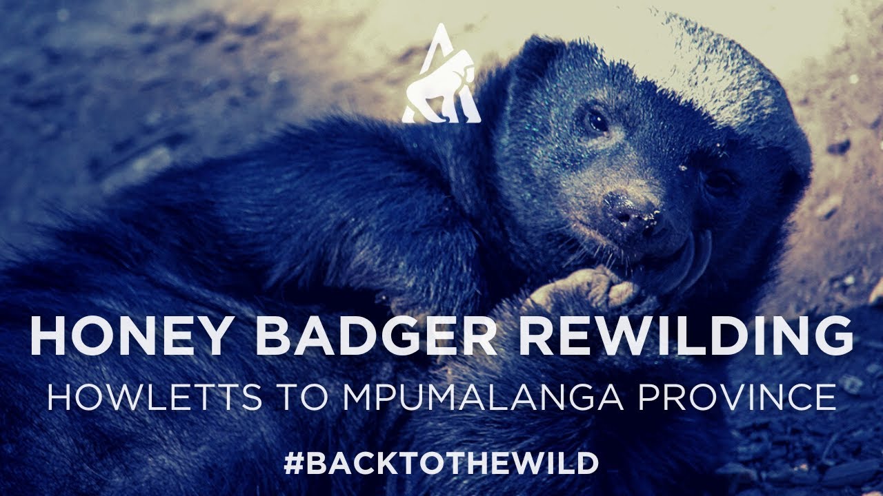 Honey Badger Rewilding: Howletts to Mpumalanga Province, South Africa