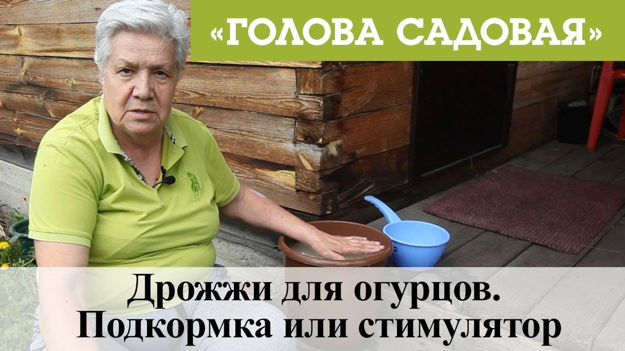 Голова садовая - Дрожжи для огурцов. Подкормка или стимулятор