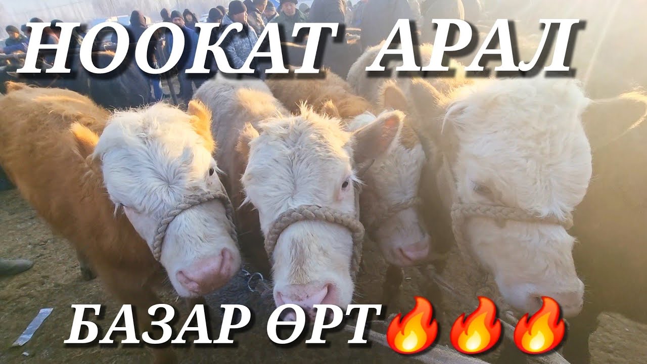 НООКАТ АРАЛ МАЛ БАЗАРЫ РЕАЛДУУ БААЛАР 