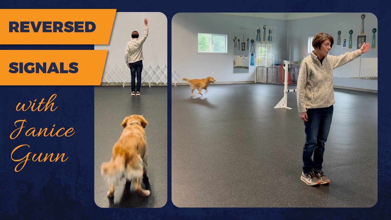 Reversed Signals for Competition Obedience    HD 1080p