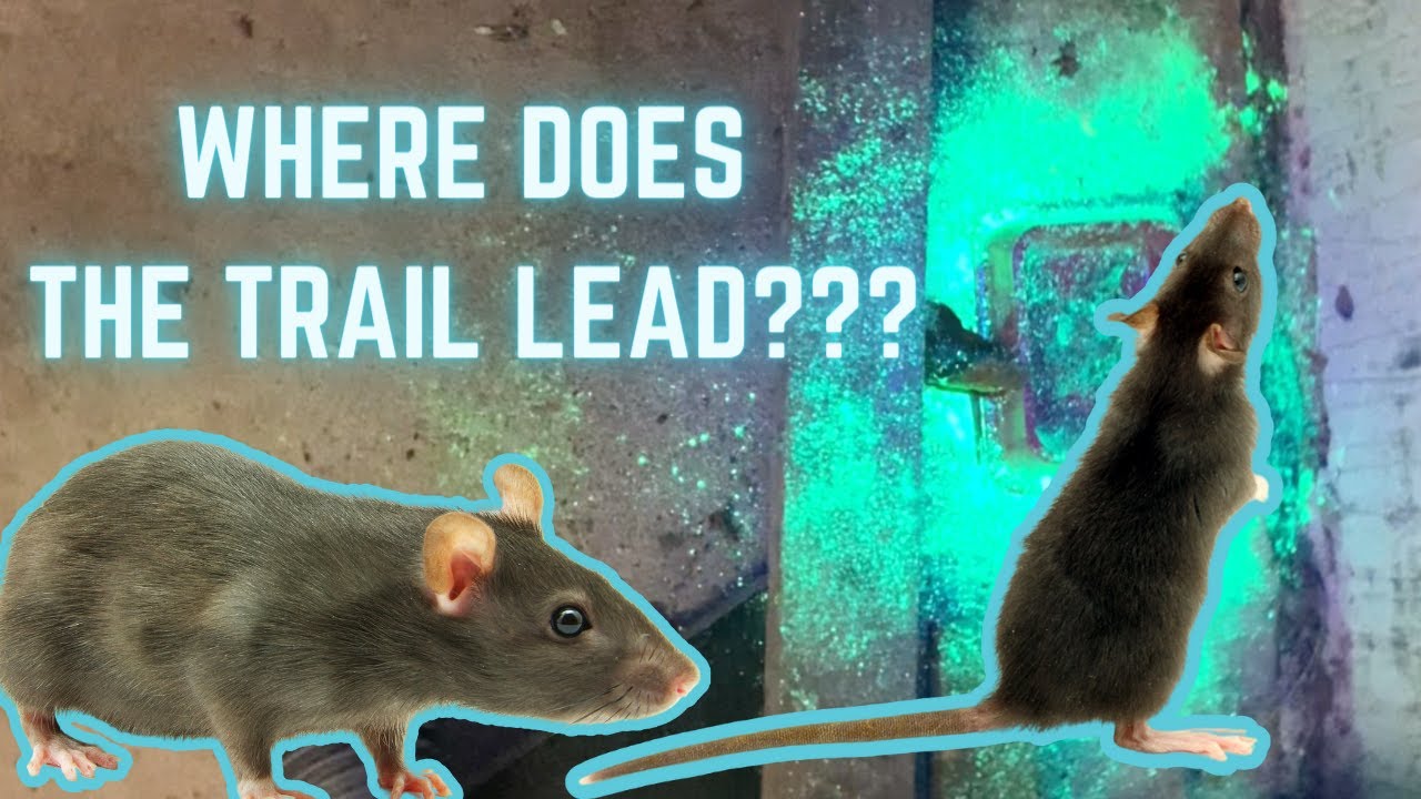 UV TRACKING DUST FOR RATS & MICE. How we use UV to find out why you have rats in your walls or roof!