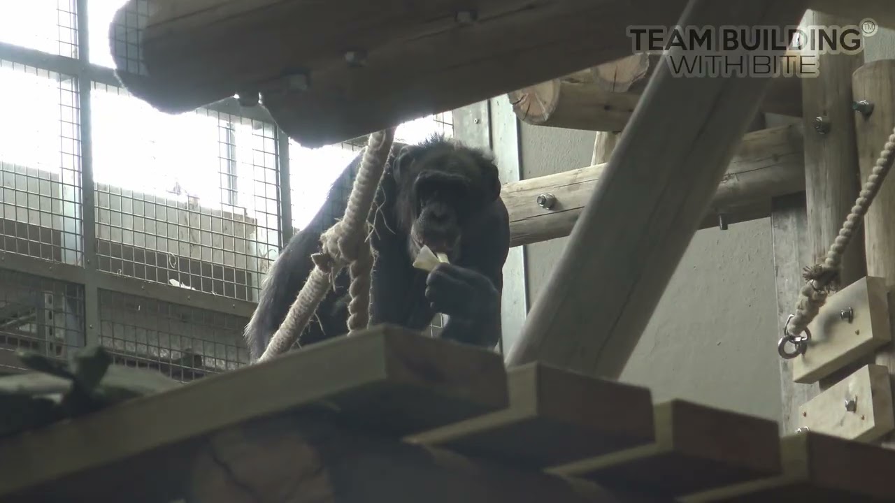 Chimpanzee Eden redevelopment - Creating a new chimpanzee environment at Twycross Zoo