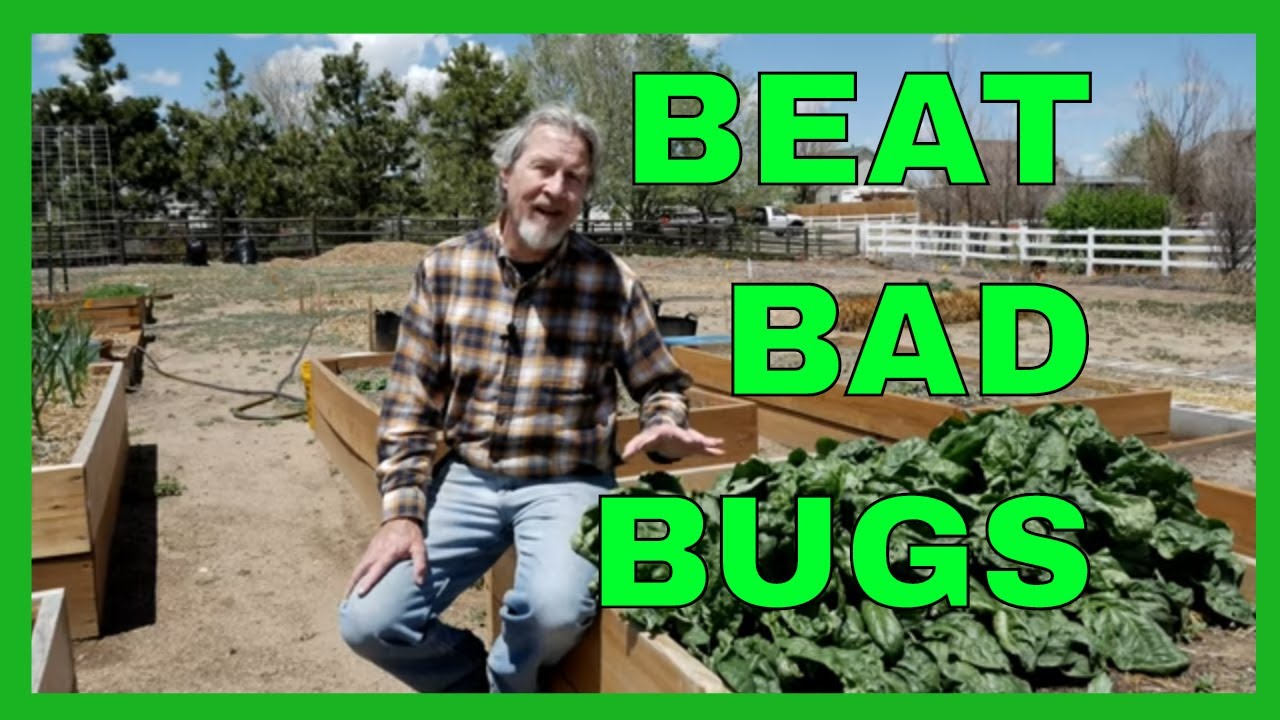 Garden Insect Control (IPM)