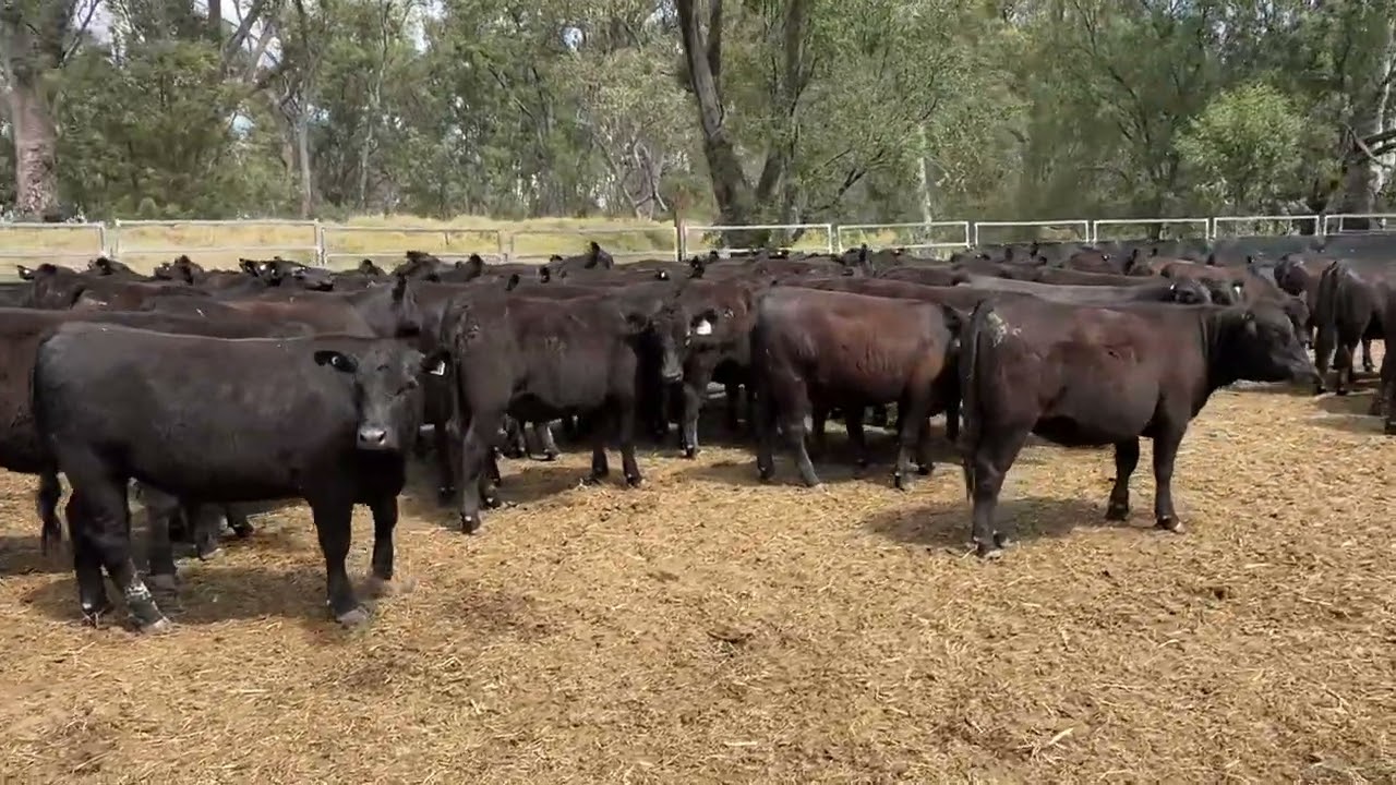 86 Angus X Angus Vendor bred future breeders
