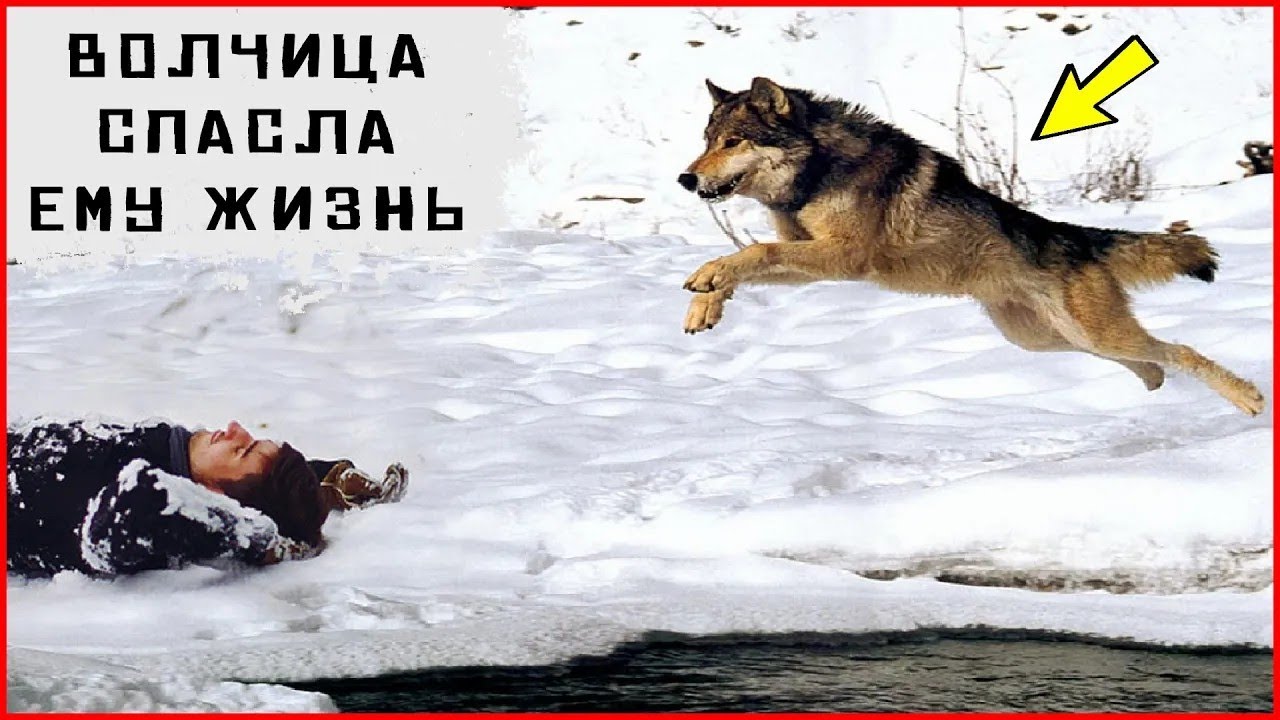 A she wolf saved a man and changed his fate  Taiga stories  Audio stories  An incident in the ta