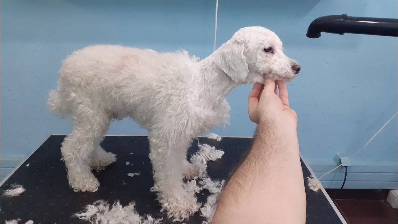 Shaving A Poodle From Head To Tail