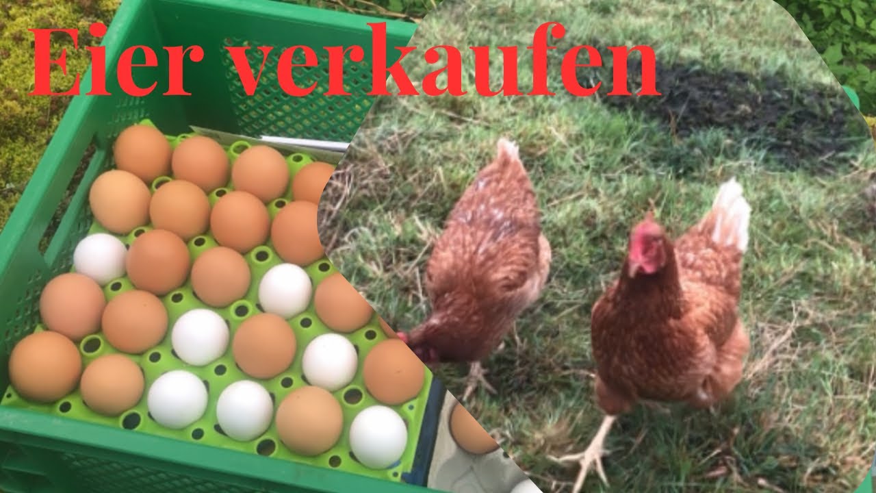 Eier verkaufen für Hobbyhalter - leicht und stressfrei