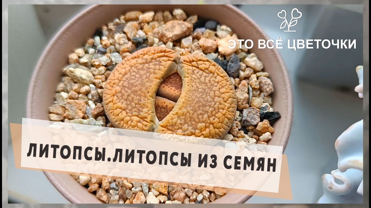 Литопсы. Литопсы из семян.