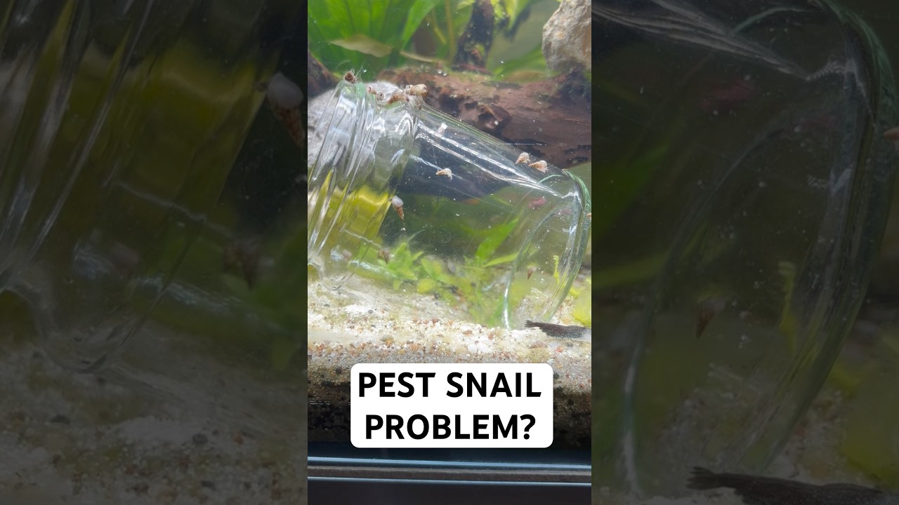 Pest Snail Natural Solution - Clea Helena