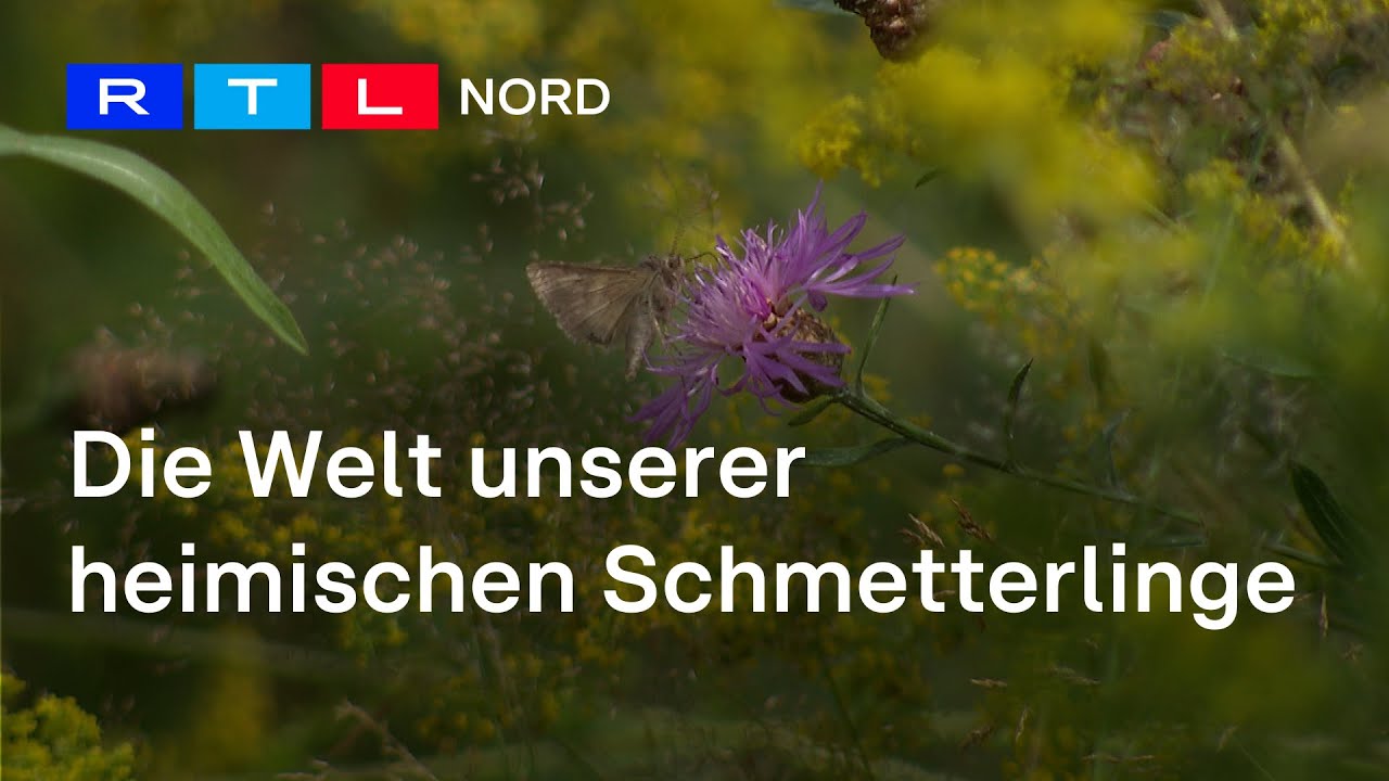Motten - die Schmetterlinge der Nacht