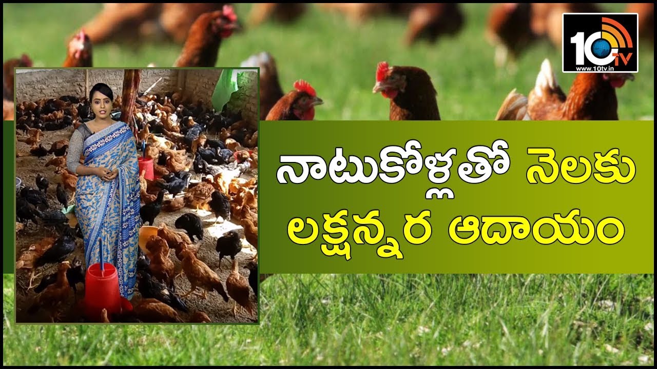 పెద్ద జాతి కోళ్ల‌తో నెల‌కు ల‌క్ష‌న్న‌ర ఆదాయం| Young Farmer Earns High Profits From Natu Kodi Farming
