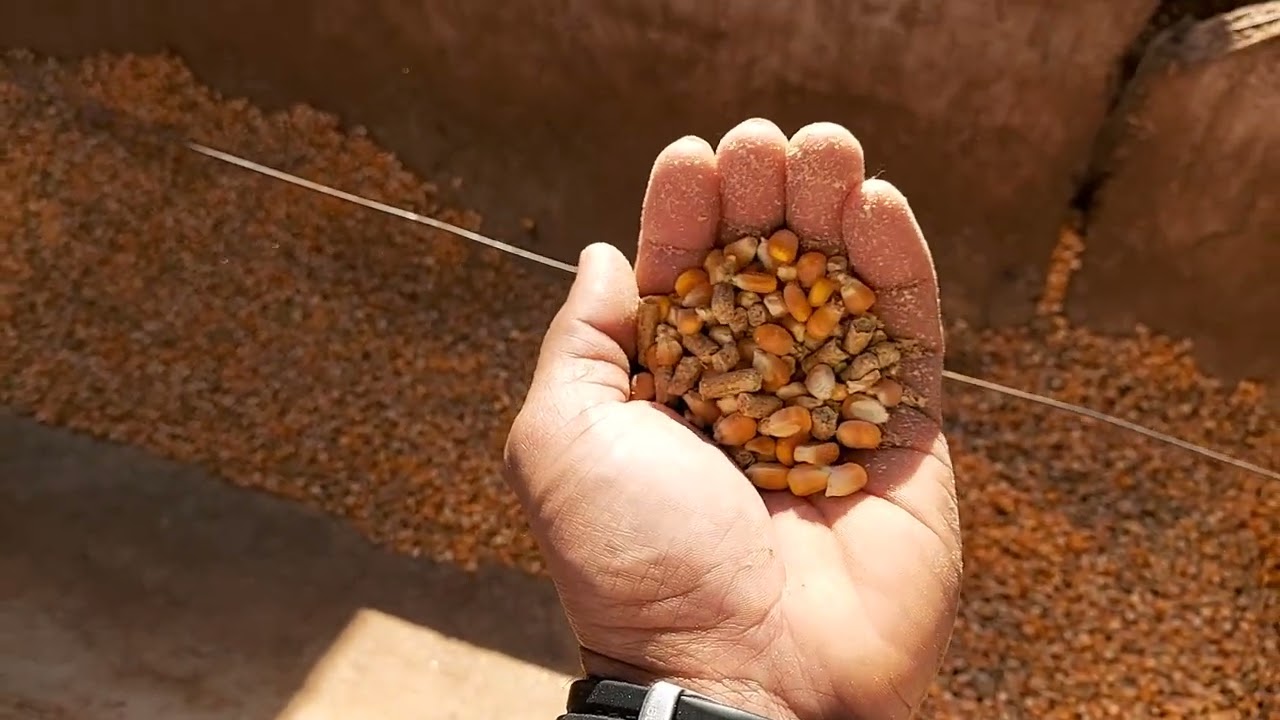 CONFINAMENTO GRÃO INTEIRO GARROTADA ESTÁ ENGORDANDO BEM.