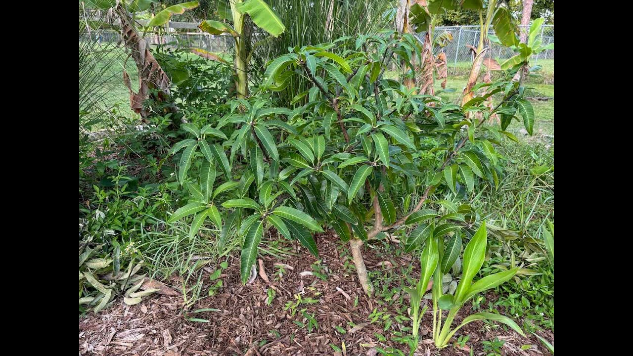 Making mango 🥭  bushes: we just pruned and tipped all our trees
