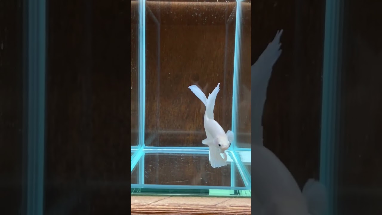 full moon  betta fish  full  White colour betta fish ... #trending #shorts #shortvideo