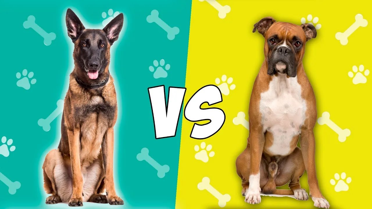 Pastor belga Malinois vs Boxer   QUIEN GANA
