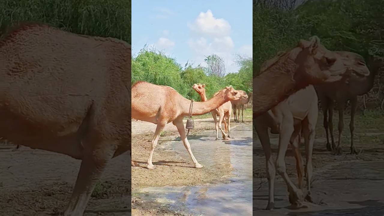 Camel Watering