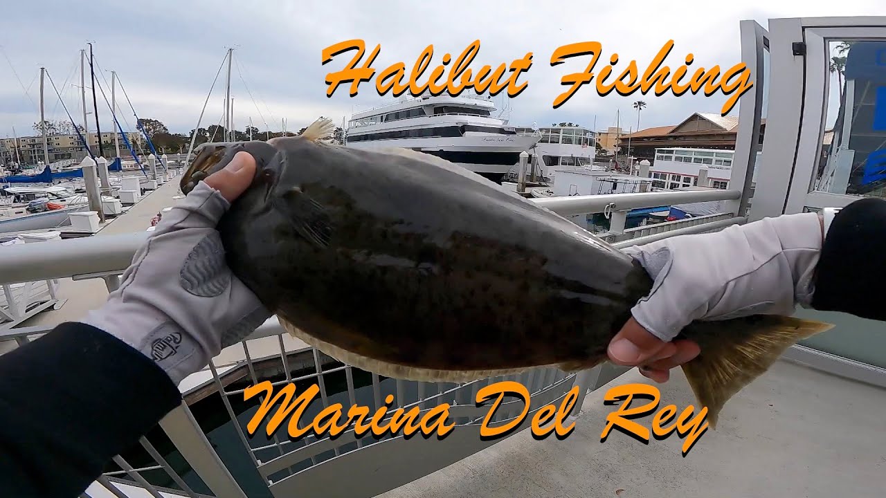Targeting Halibut - Marina Del Rey Dock Fishing