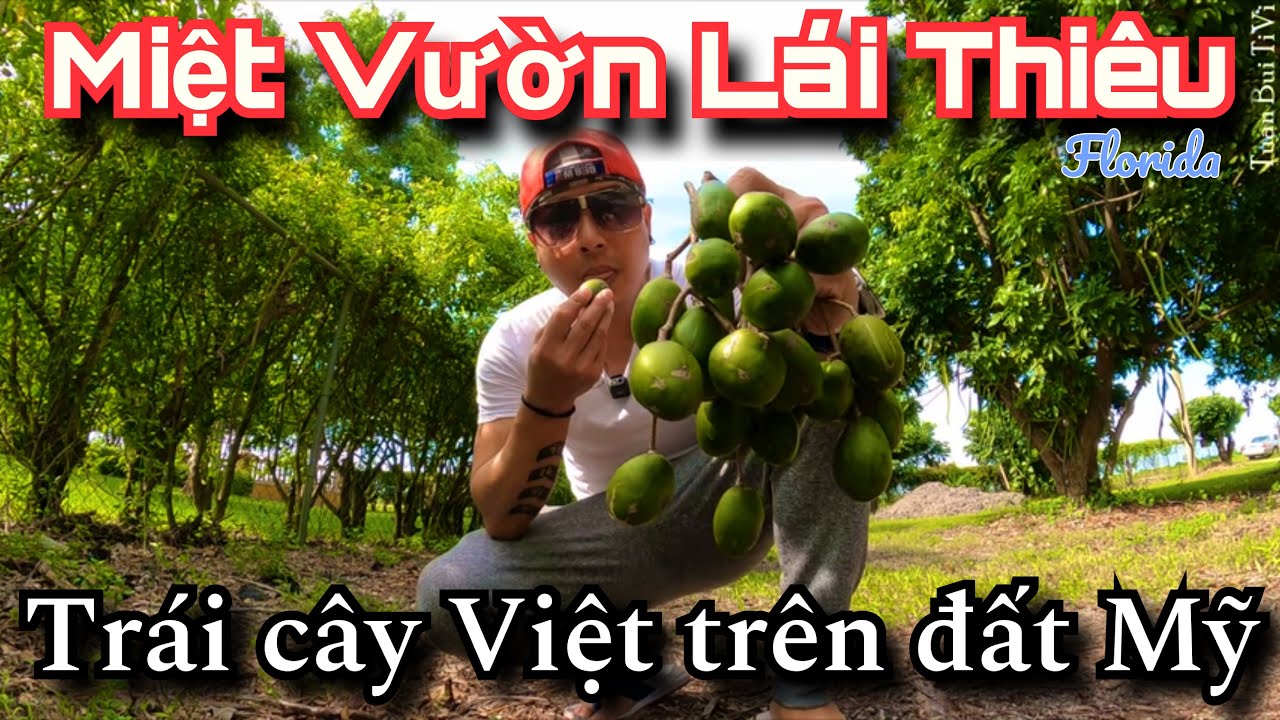 🇺🇸 Đi Vườn trái cây 5 Chị Em để Chữa Lành-Một điểm nhấn Du Lịch đáng ghé của tiểu bang Florida .