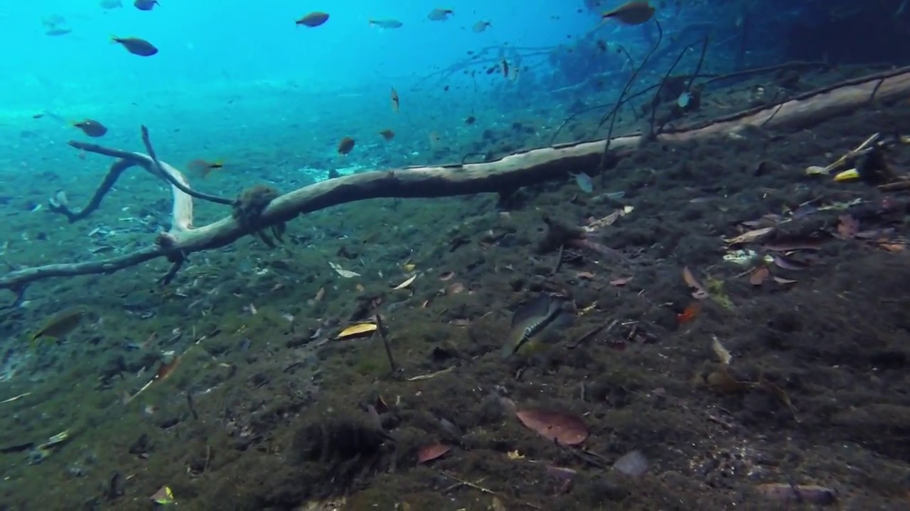 River margin habitat - Rio Olho d'Água, Mato Grosso do Sul, Brazil