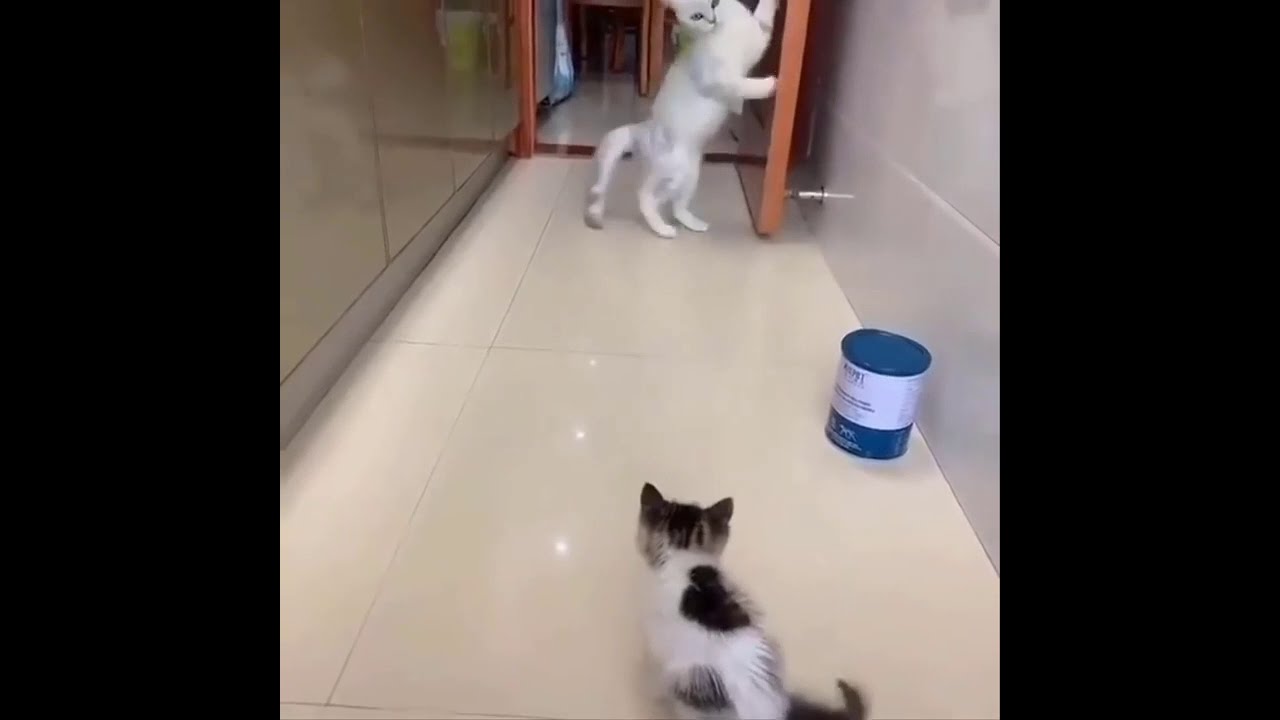 Kitten scared a cat || cat frightened by a kitten || funny cat