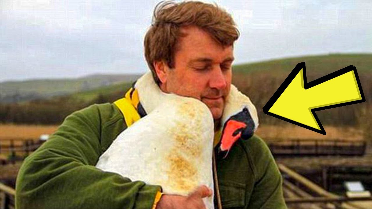 INJURED SWAN HUGS THE MAN WHO SAVED HIM