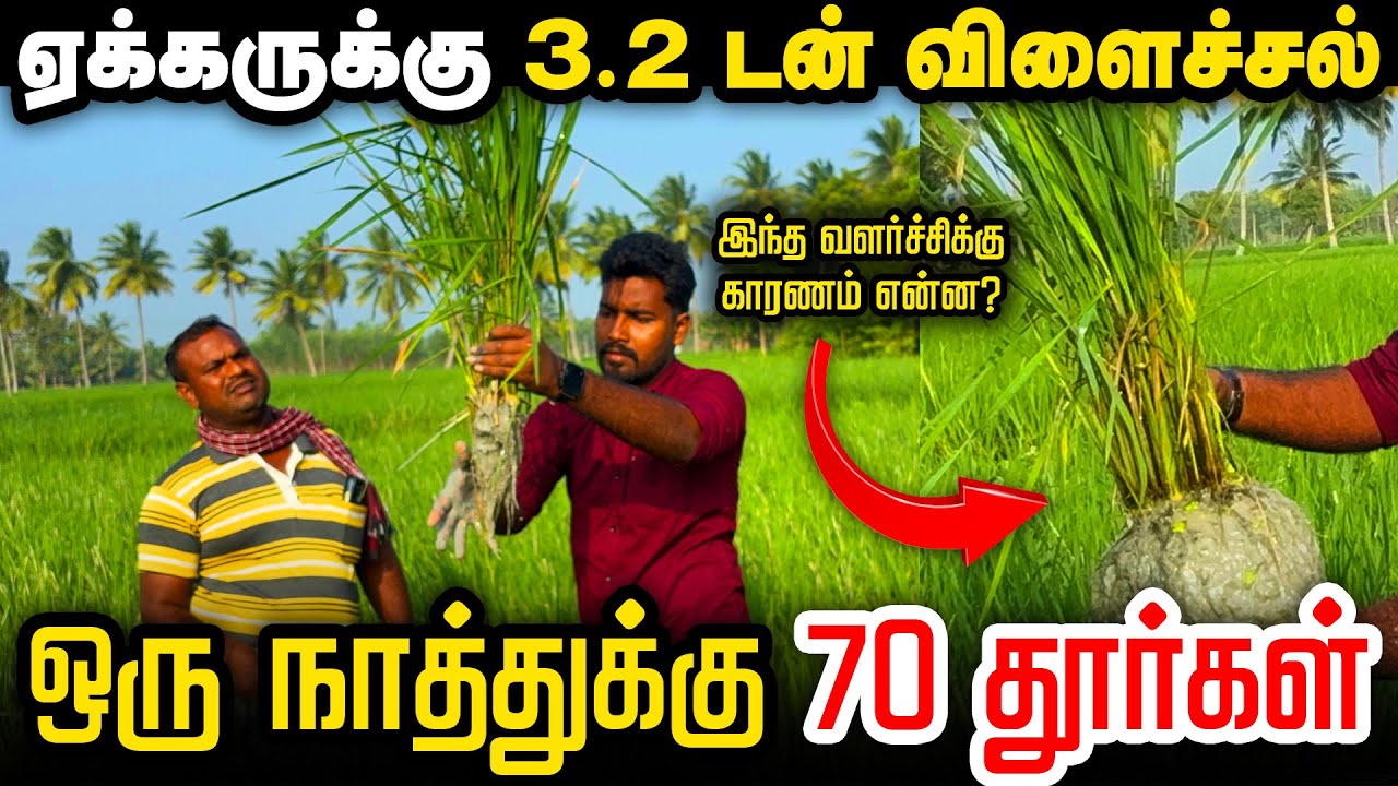 புதுக்கோட்டை மாவட்ட விவசாயியின் உயர் விளைச்சல் ரகசியம் #rootsmatepro #blackbooster #dap #potash