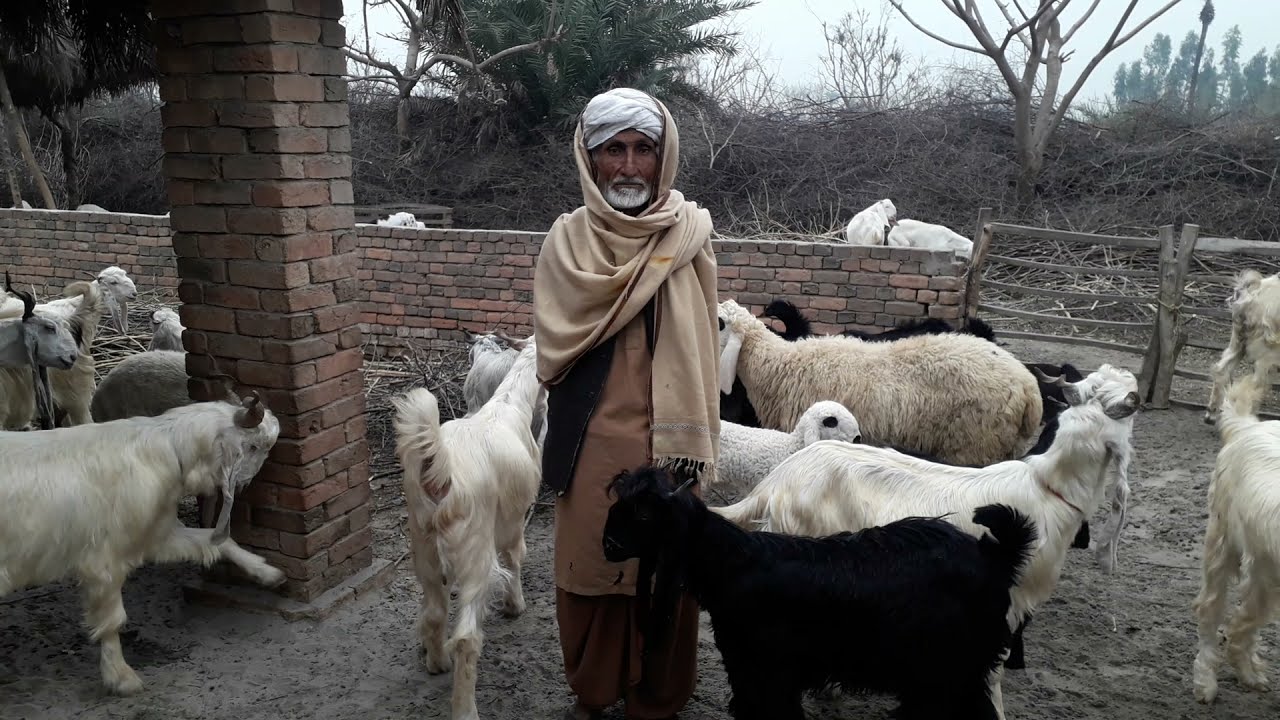 Dera Din Panah Goat Brief History | Bahadur Goat Farm | 8.6 Litre Milking  Record