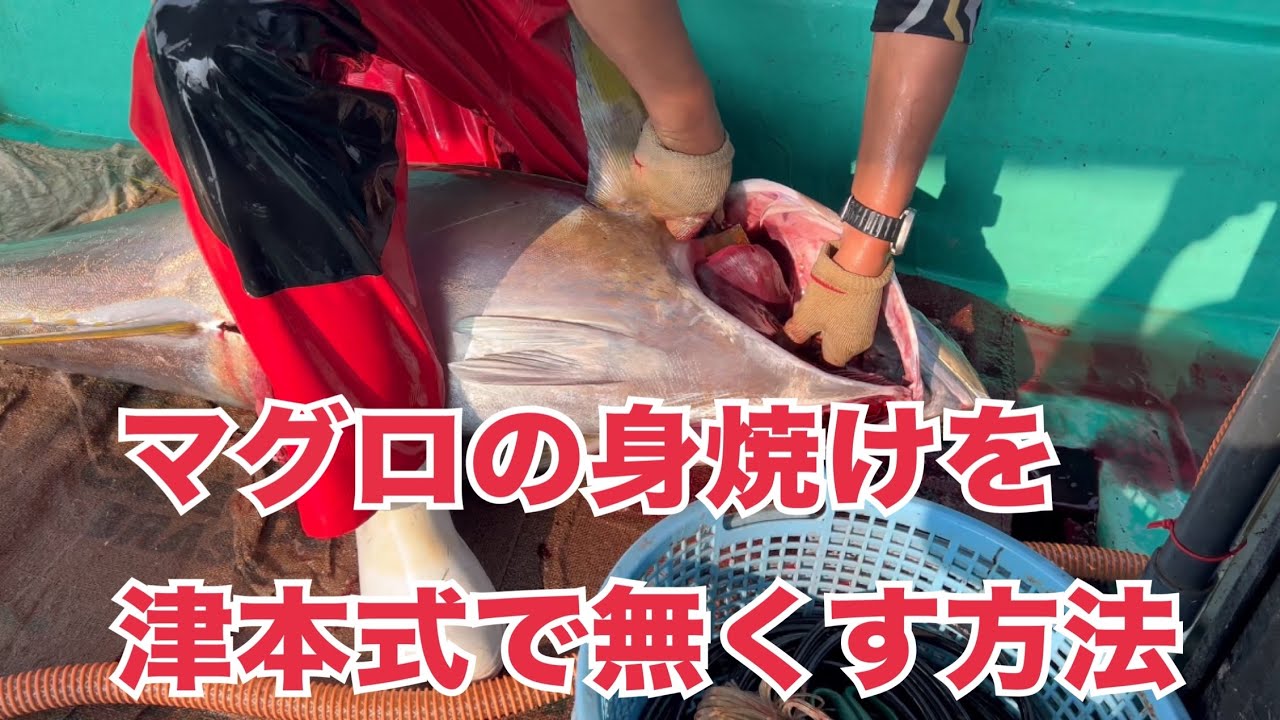 マグロの身焼けを究極の血抜きで防ぐ方法vol.706