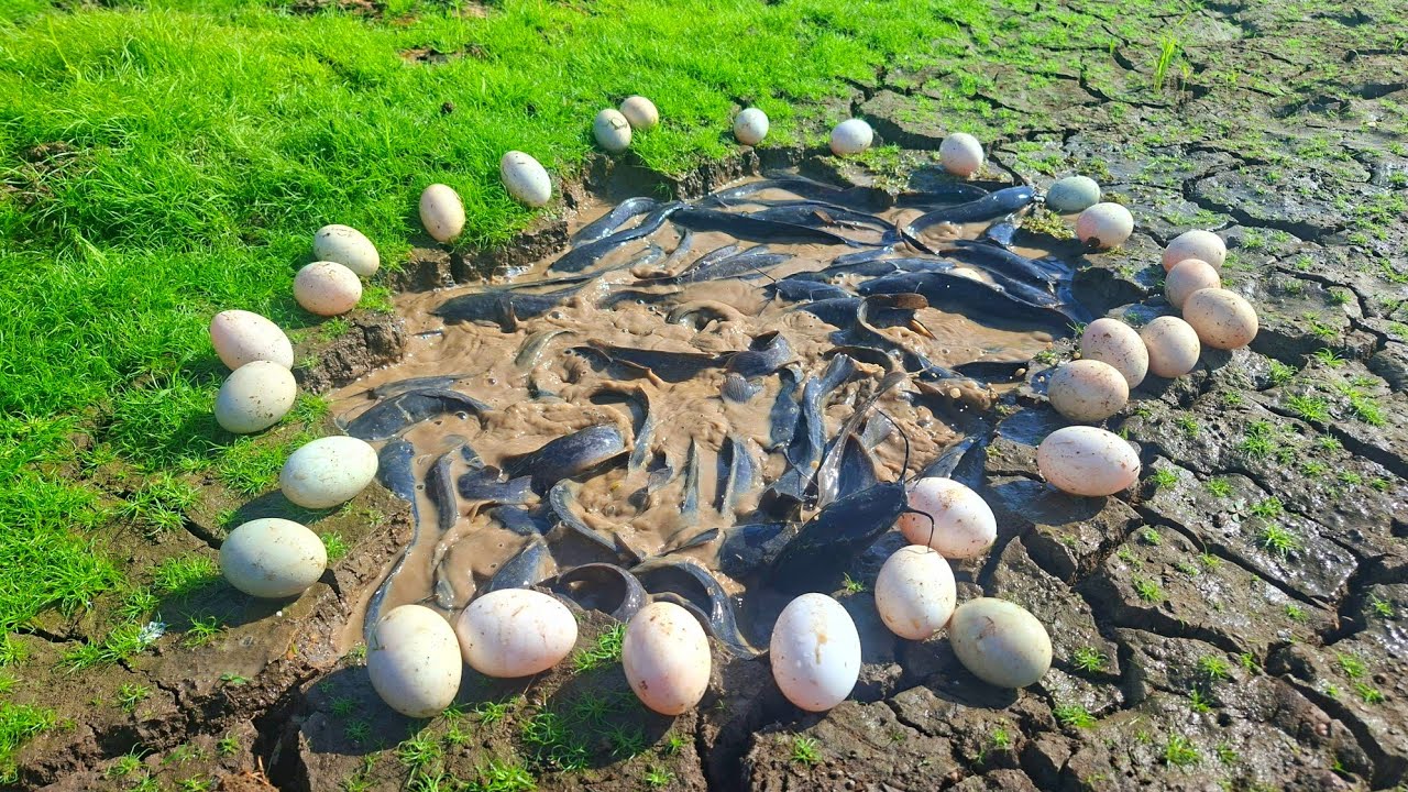 Wow amazing fishing - a female fisherman catch a lot of fish and pick duck eggs in the rice fields 