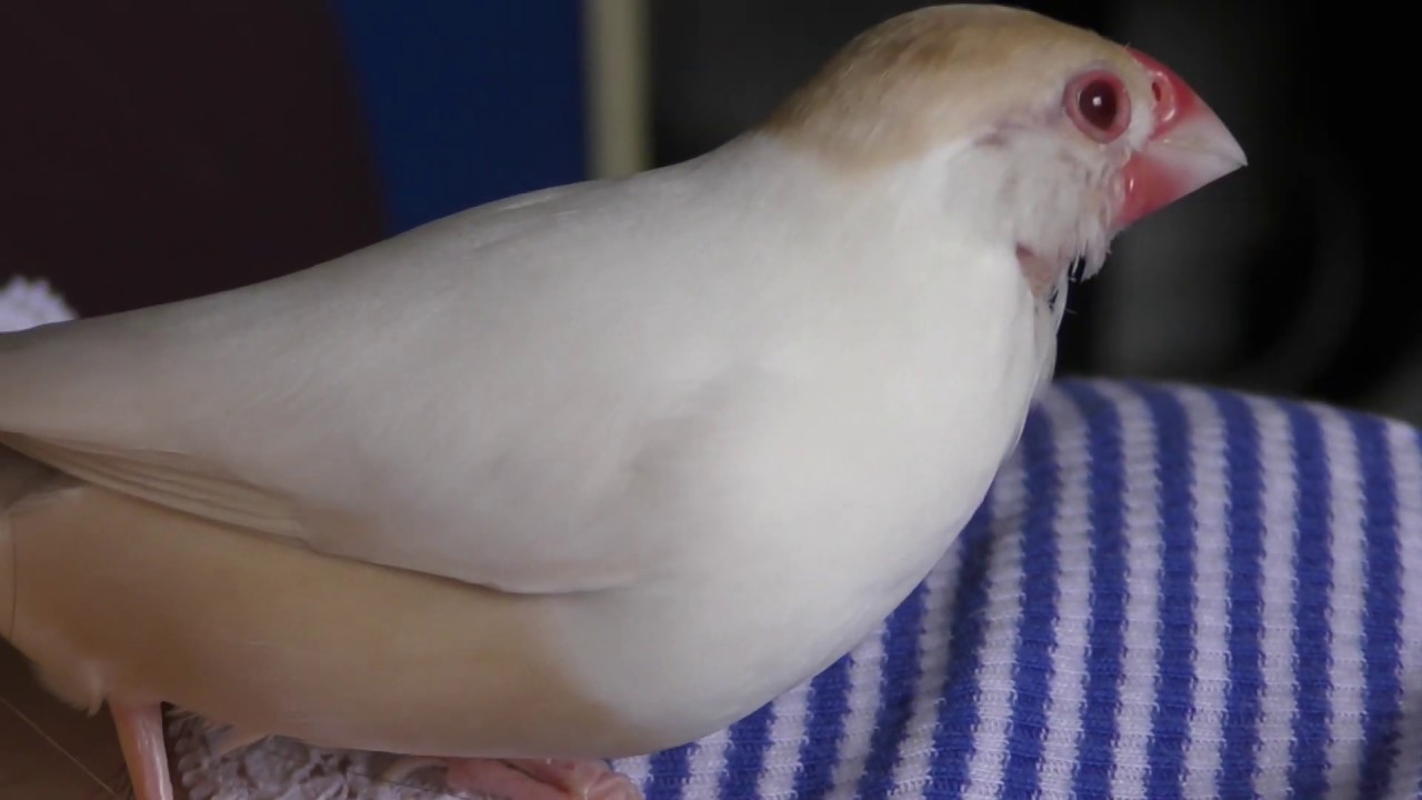 鳴きたい放題 #146