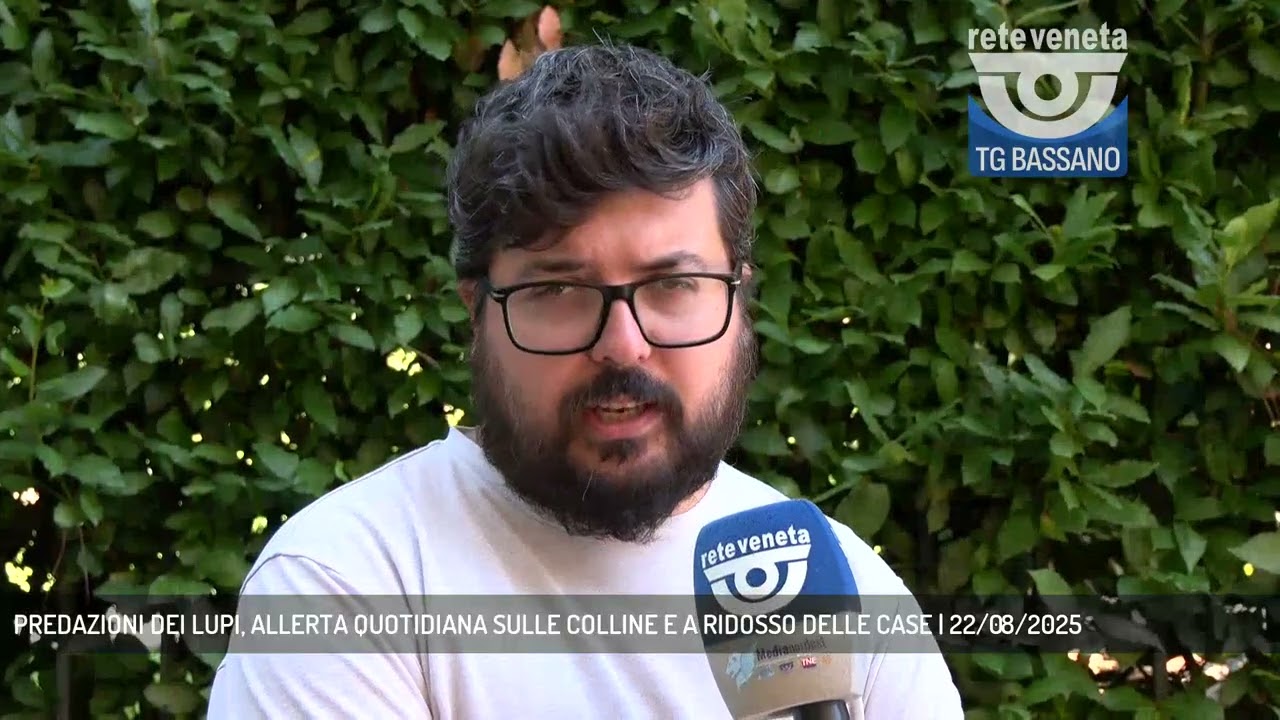 PREDAZIONI DEI LUPI, ALLERTA QUOTIDIANA SULLE COLLINE E A RIDOSSO DELLE CASE | 22/08/2025