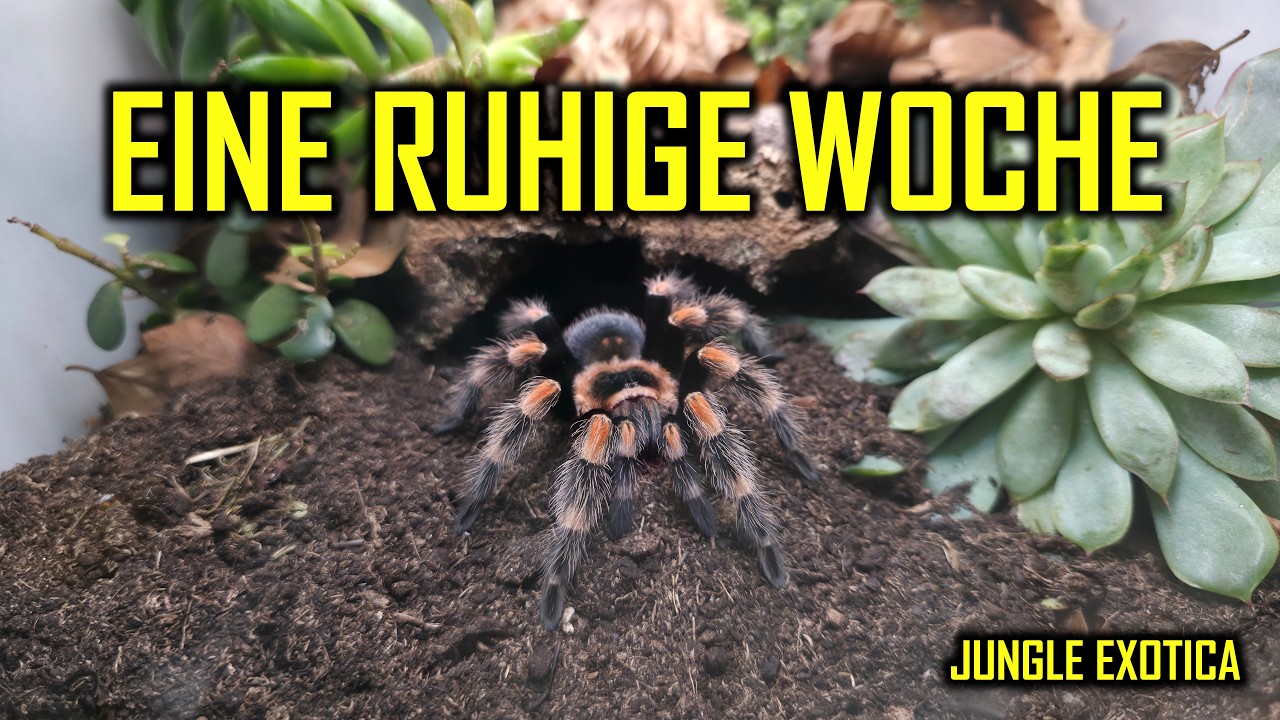 Eine ruhige Woche vor Weihnachten | Wochen-Update #70 | Jungle Exotica