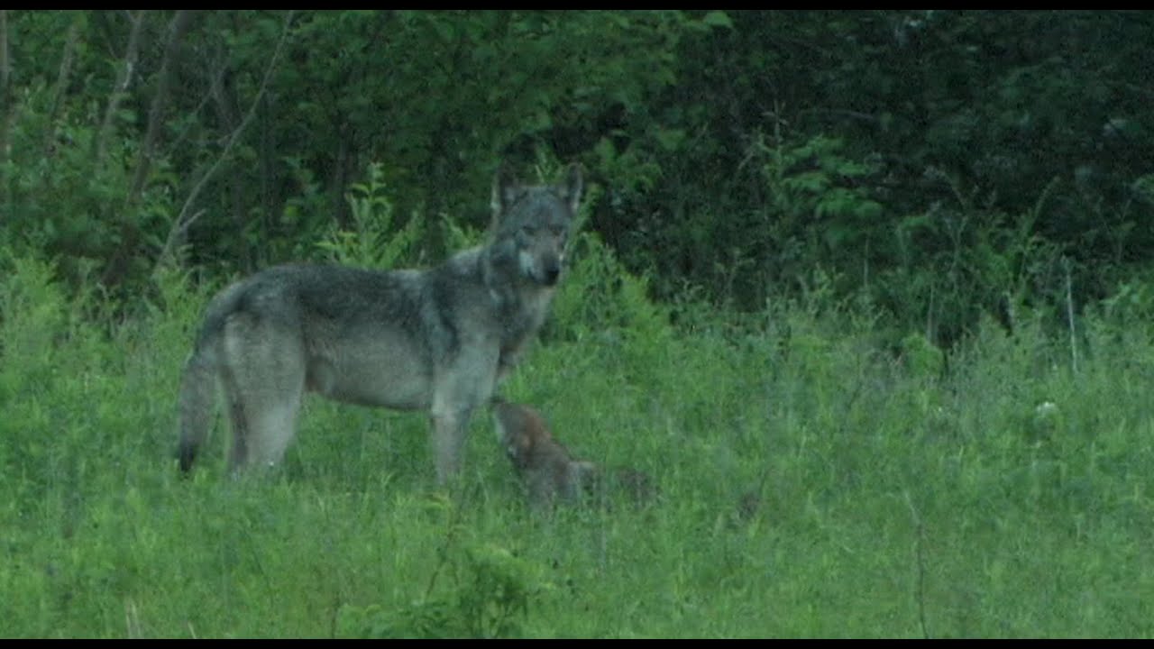 Gray (Timber) Wolf Den in Wisconsin
