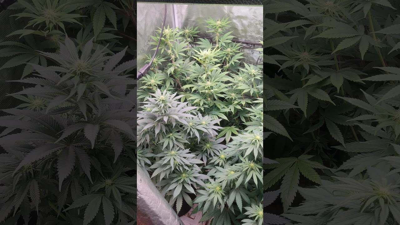Mars hydro TSW 2000 growing girl scout cookies extreme, Bruce banner, gorilla glue number four.