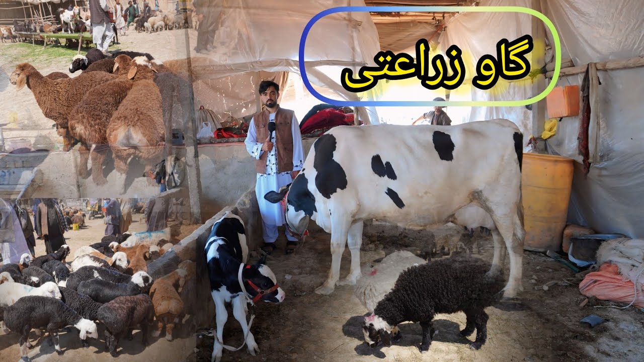 گزارش فیروز :از گاو های زراعتی  فارم وطن گوساله های فرانسوی  تاجکی ايرانی  وهلندی 