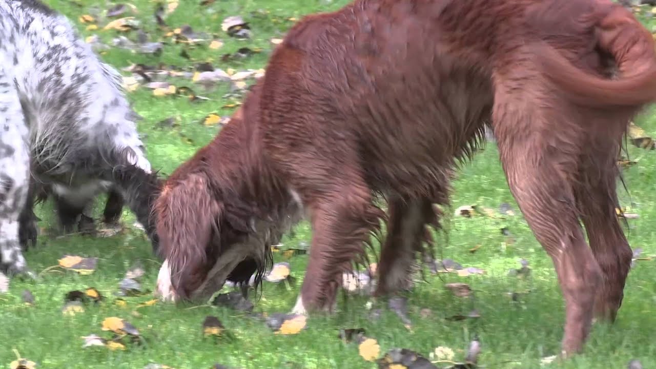 Aktivér din hund