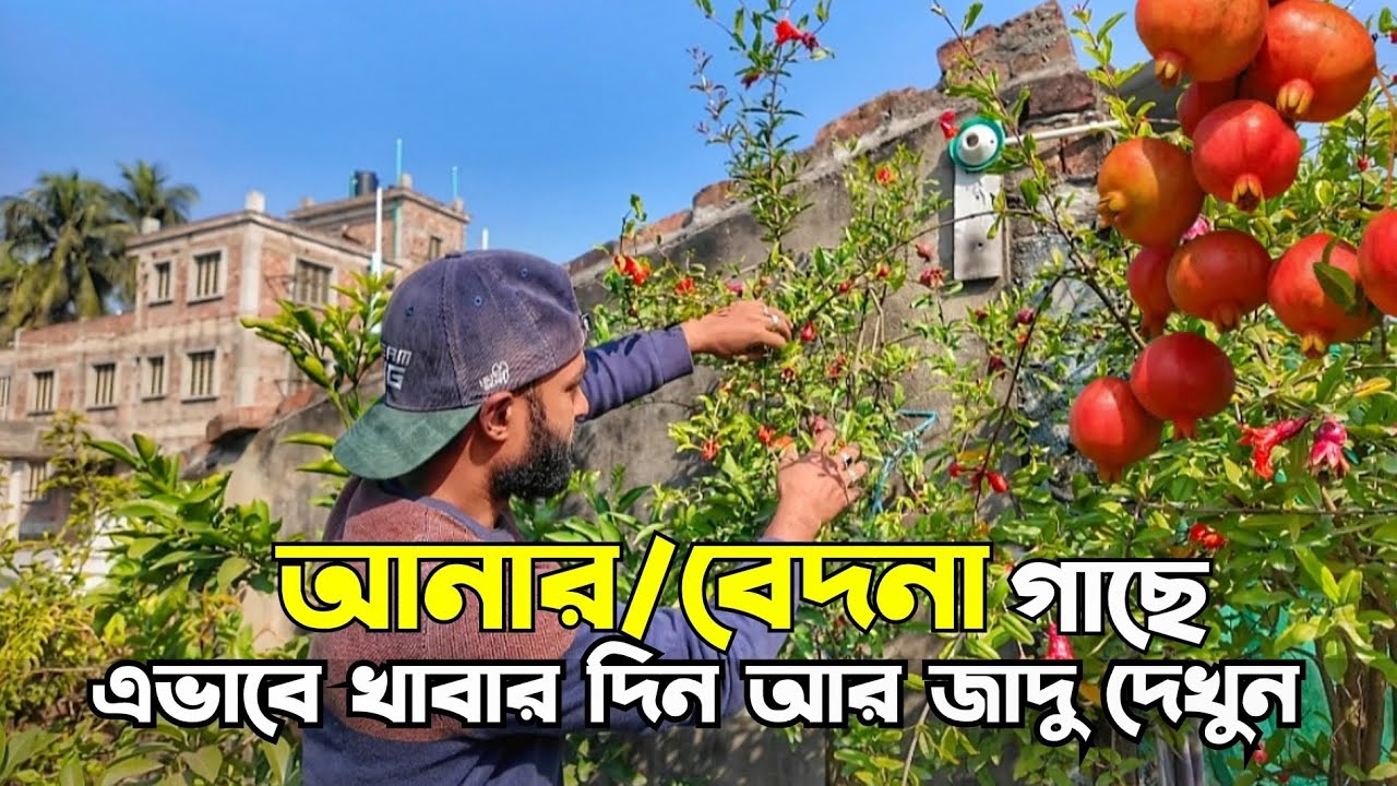 আনার/বেদনা গাছে প্রচুর ফলন হবে। এভাবে খাবার দিয়ে দেখুন | Green Wave. 