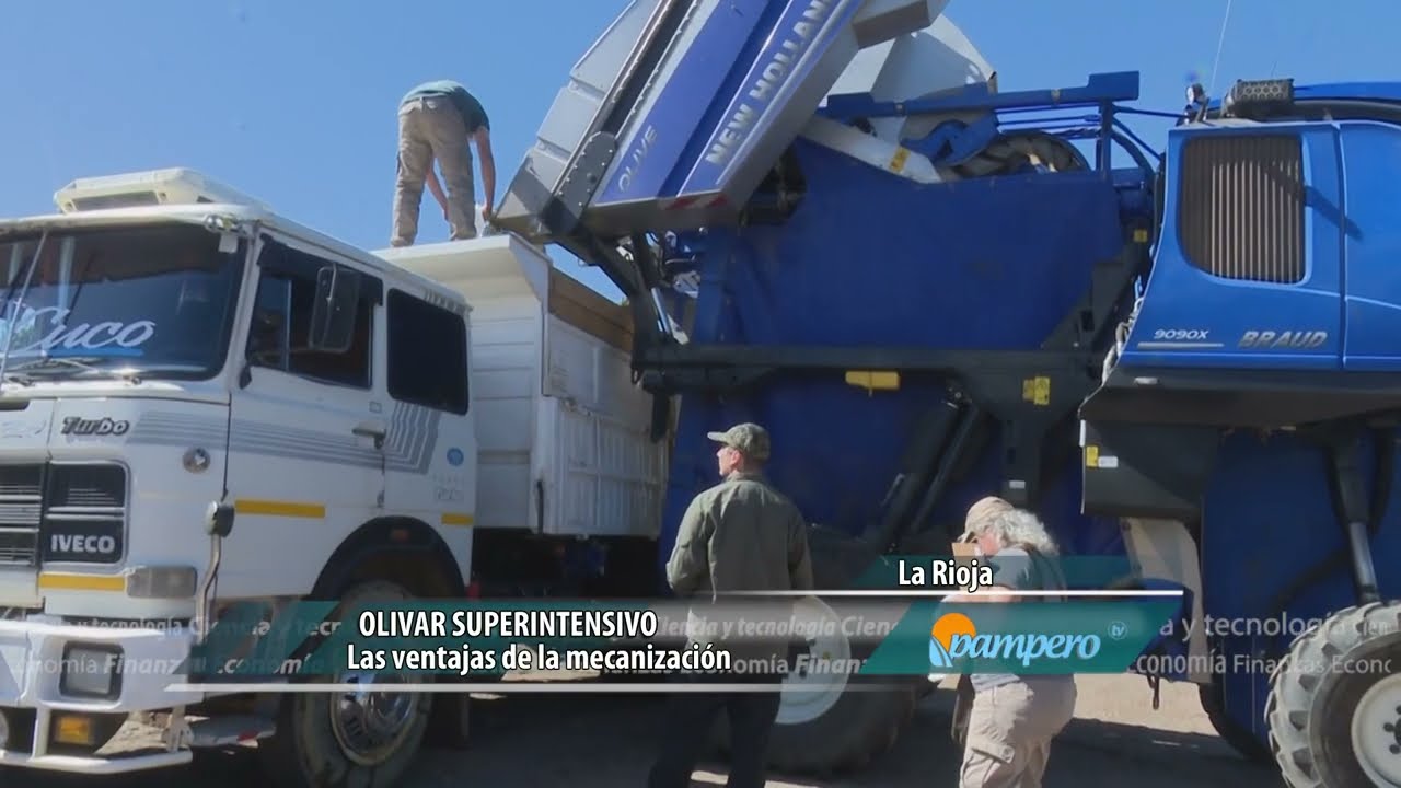 Olivar superintensivo