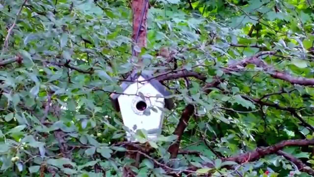 Female Garden Warbler Nested in Ohio!