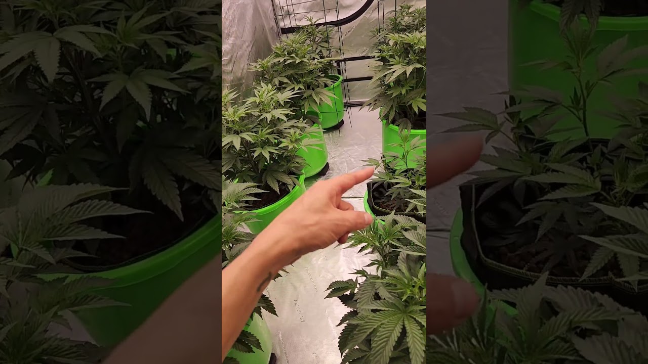 Indoor grow, Ebb and Flo, 5 gallon bucket. Update.