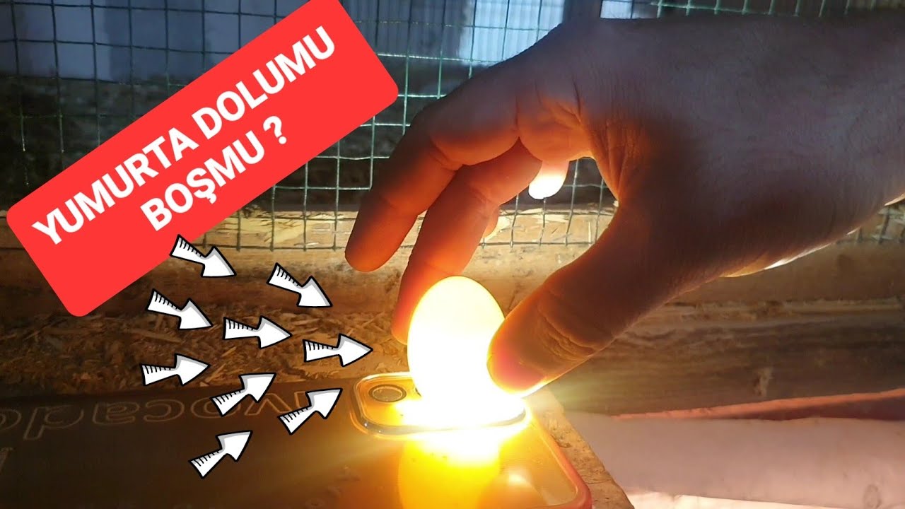 5 Cİ GÜN YUMURTA DÖL KONTROL NASIL YAPILIR? KULUÇKALIK YUMURTA DOLUMU BOŞMU NASIL ANLAŞILIR ?