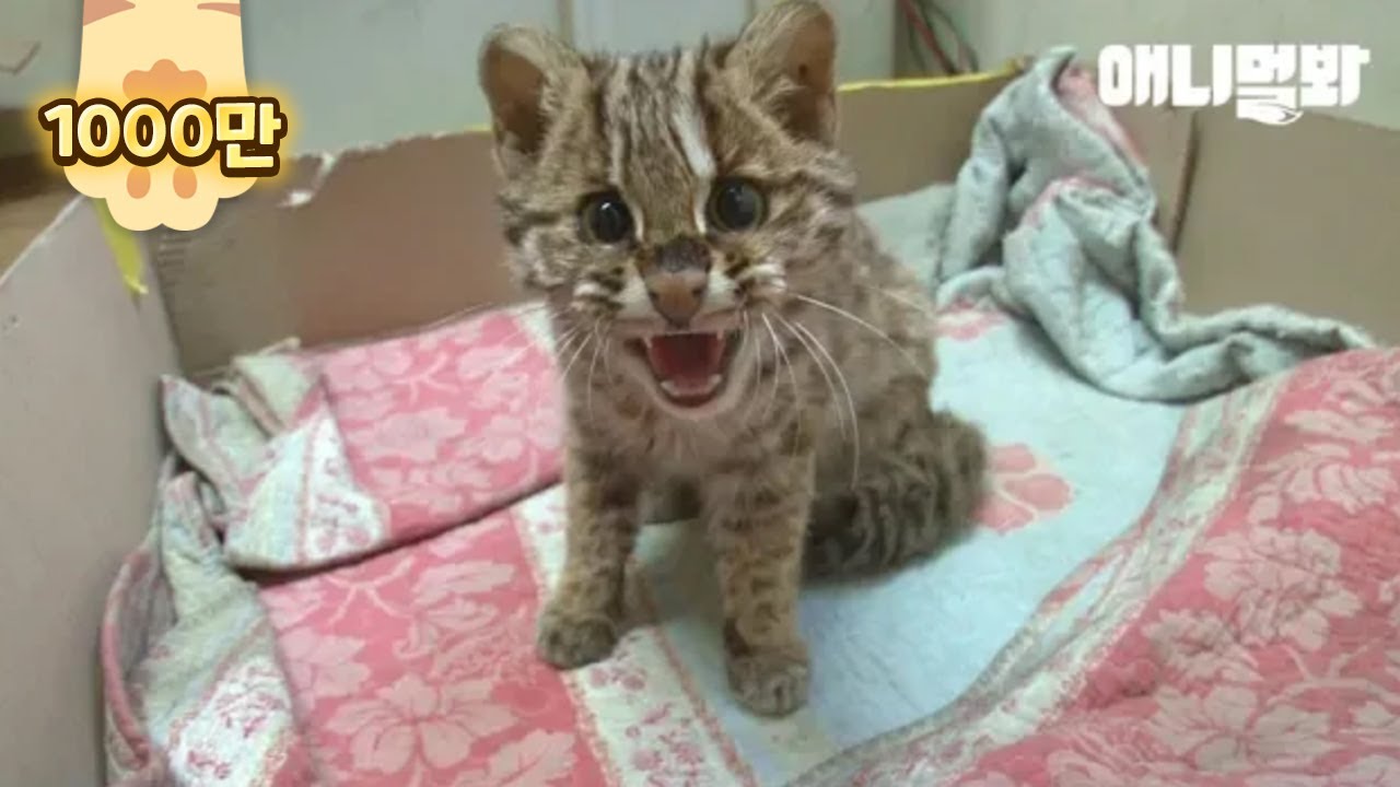 Я знаю, что я милый. Но я не Китти Хорошо