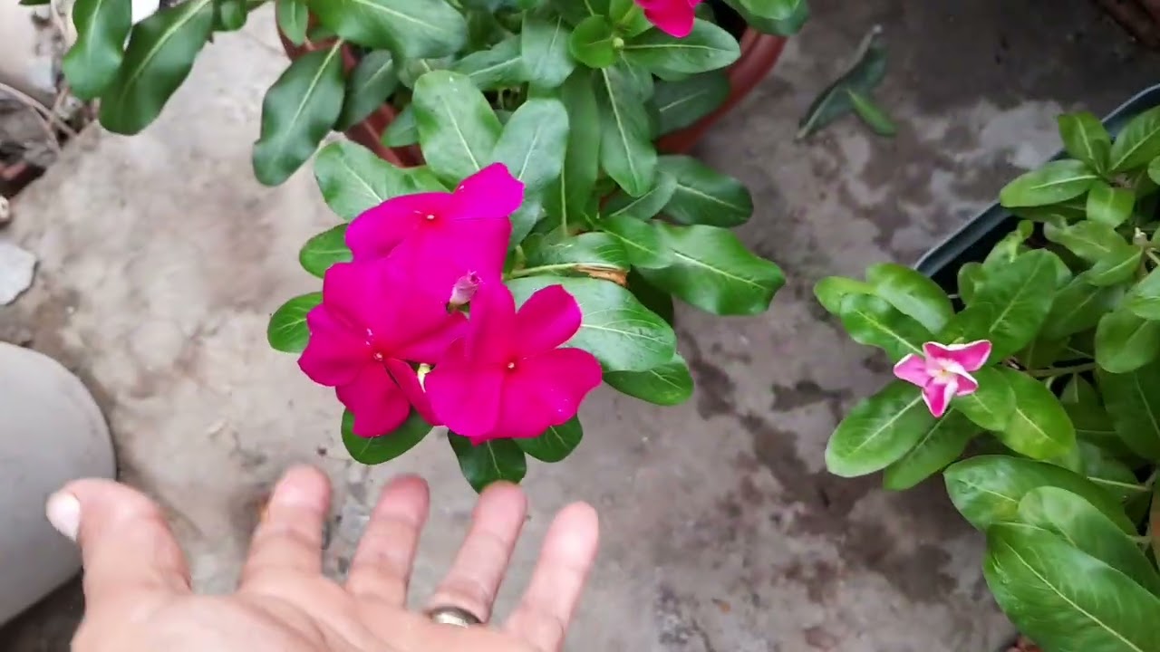 Mostrando minha pequena horta 😍🙏🏻