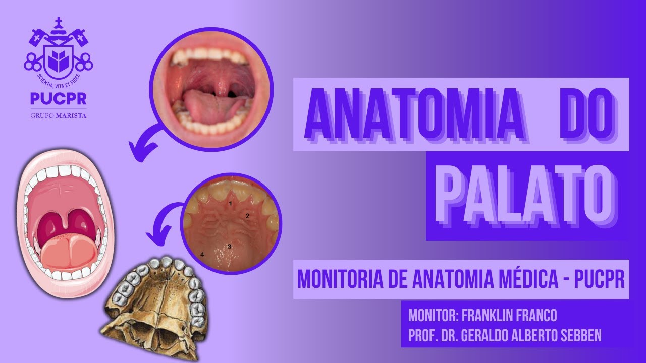 Palato - Monitoria de Anatomia M&eacute;dica PUCPR