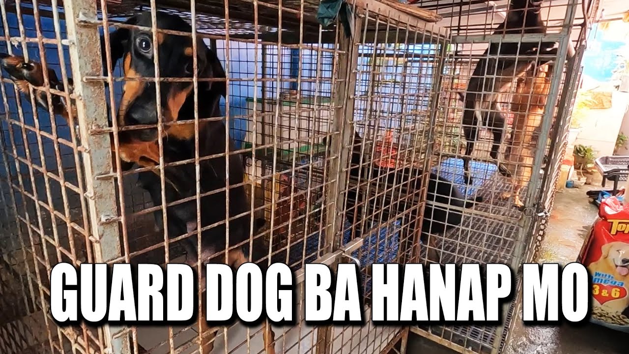 DOBERMAN-BELGIAN-GERMAN SHEPHERD atbp