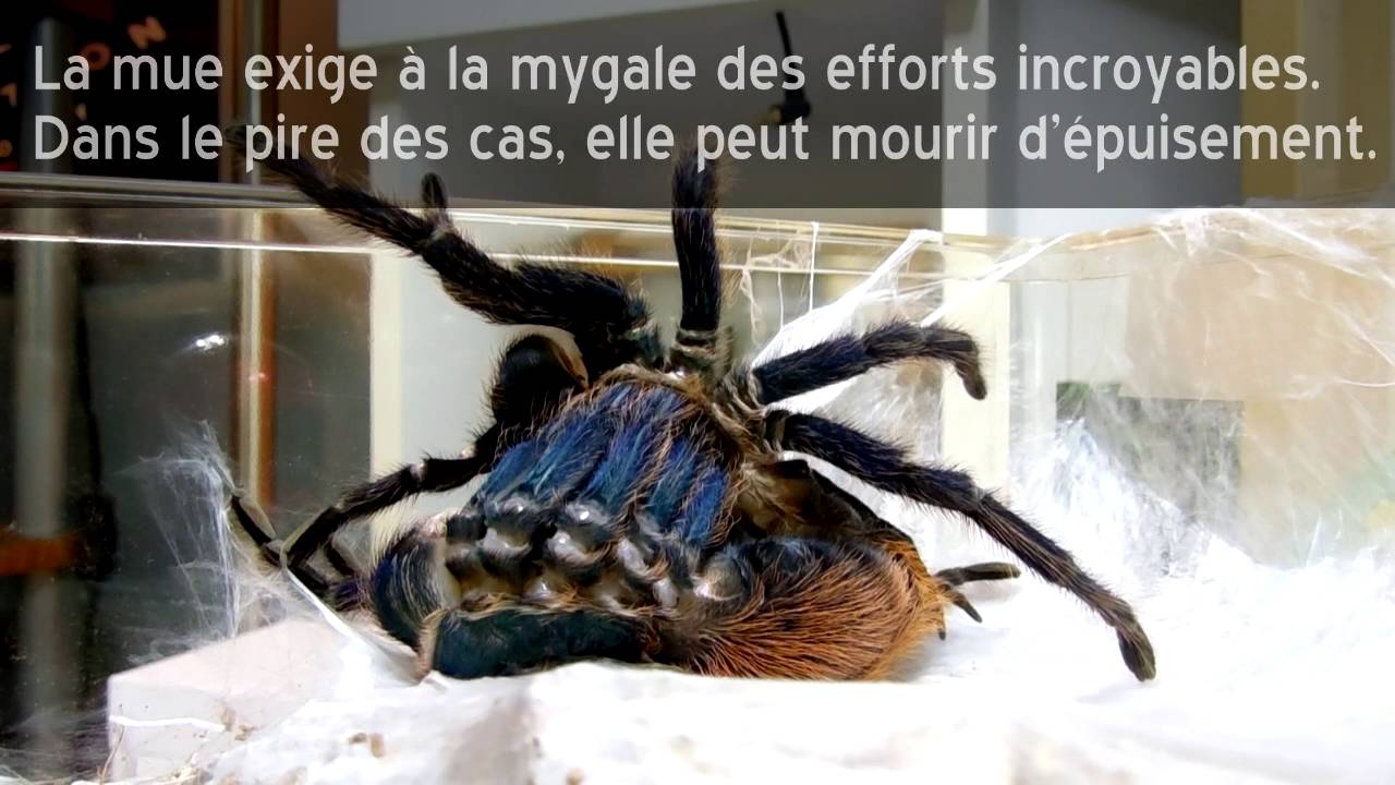 Vidéo Express / Mue de Chromatopelma cyaneopubescens
