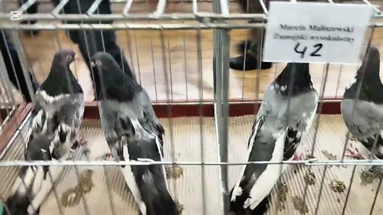 Pokaż gołębi Zamojskich w Tomaszowie Lubelskim cz 2