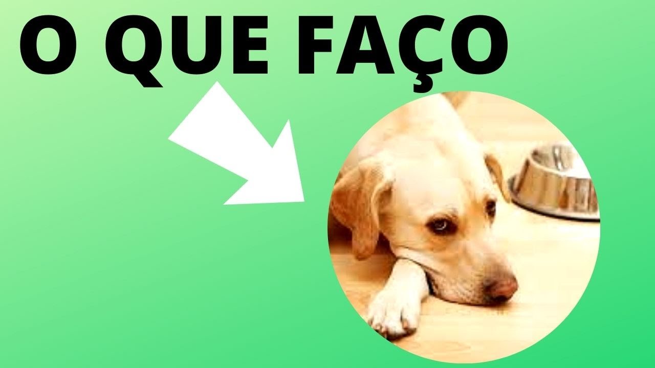MEU CACHORRO NÃO QUER COMER NADA E ESTÁ FRACO COM FALHAS DE PELO